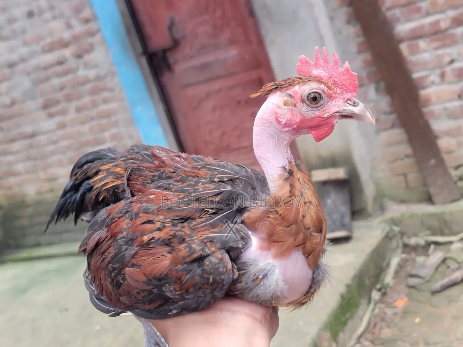 দেশি মুরগি