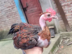 দেশি মুরগি