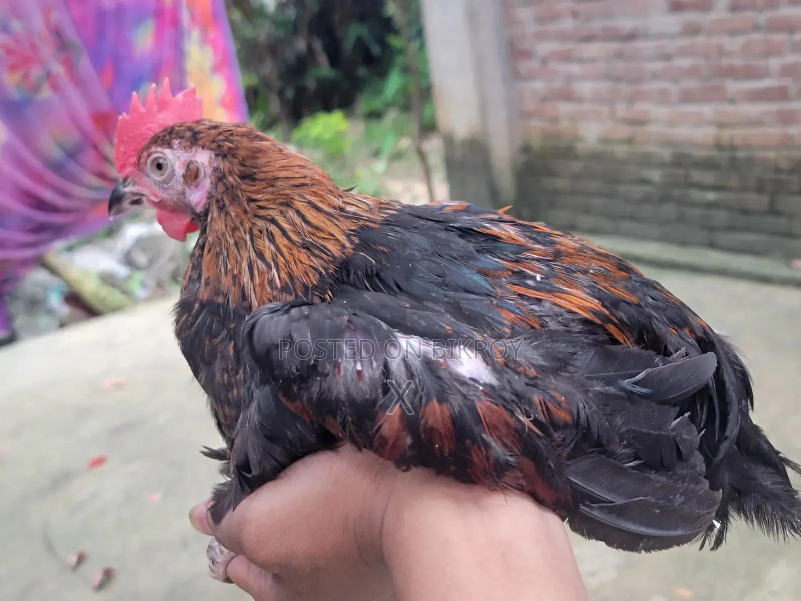দেশি মুরগি