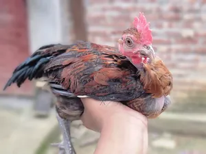 দেশি মুরগি