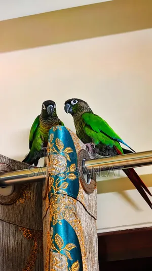 গ্রিন চিক কোনুর (এক জোড়া)