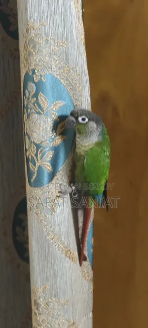 গ্রিন চিক কোনুর (এক জোড়া)