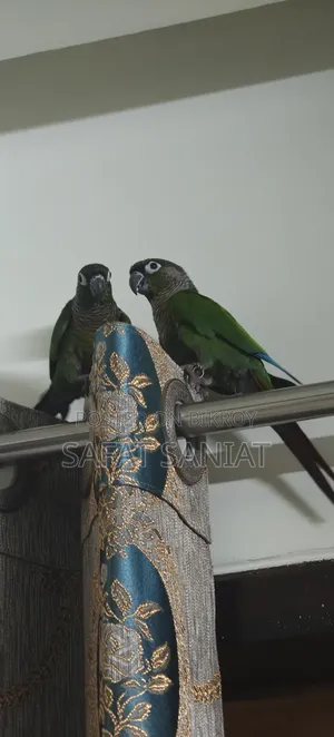 গ্রিন চিক কোনুর (এক জোড়া)