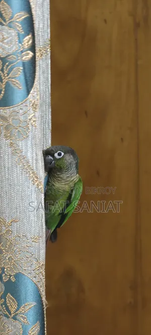 গ্রিন চিক কোনুর (এক জোড়া)