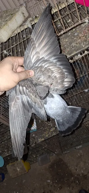 ককটেল+লেভেন্ডার পাইড বেবি