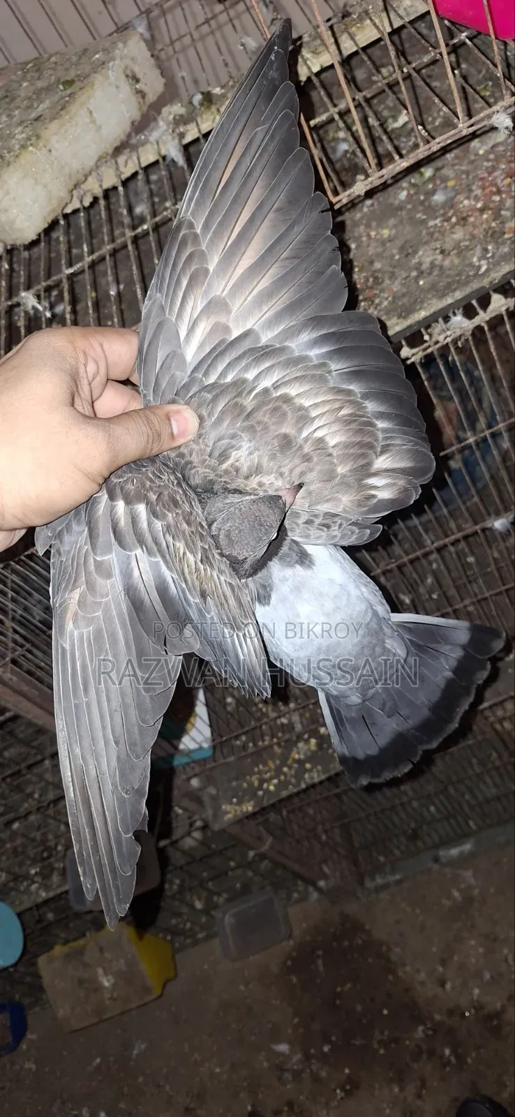 ককটেল+লেভেন্ডার পাইড বেবি