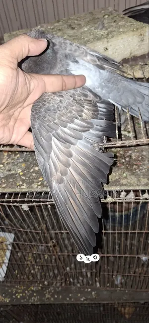 ককটেল+লেভেন্ডার পাইড বেবি