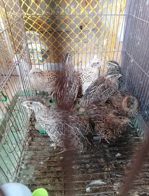 Quail 4 Pairs