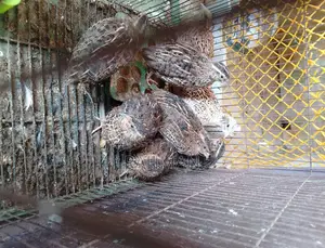 Quail 4 Pairs