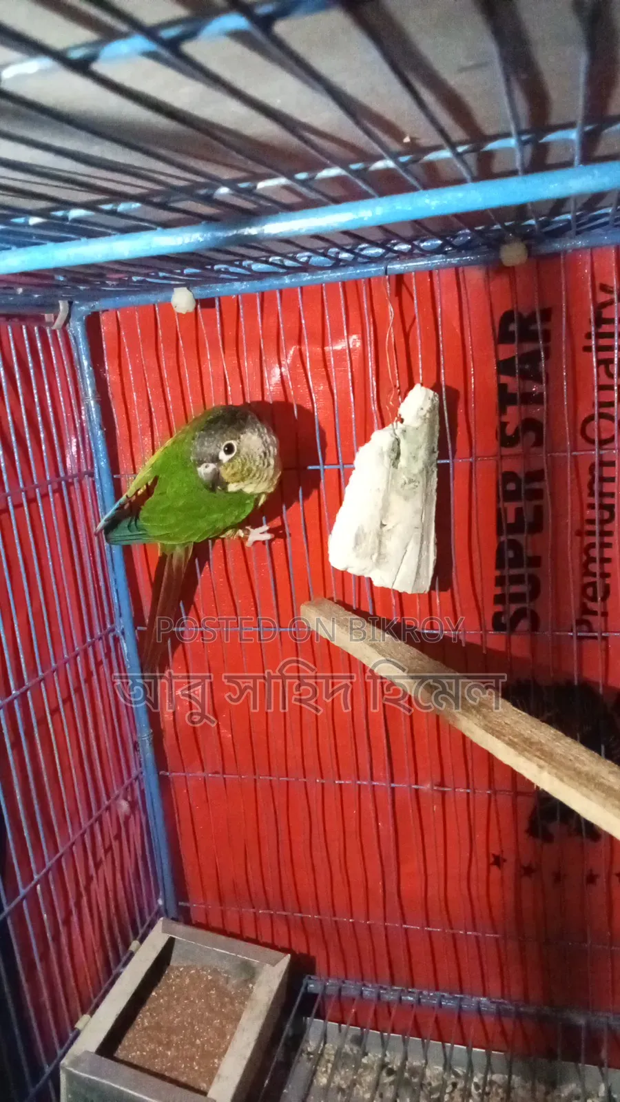 Bird, Green Cheek Conure Bird