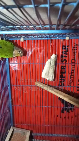 Bird, Green Cheek Conure Bird