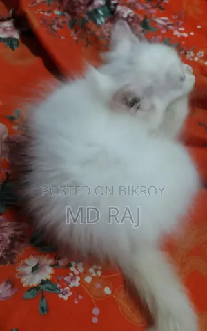1-3 months Female Mixed Breed Persian