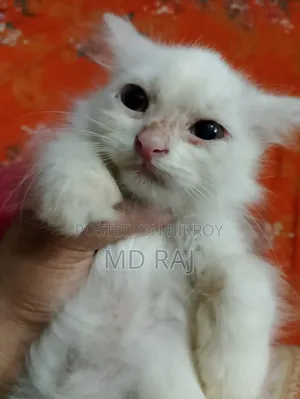 1-3 months Female Mixed Breed Persian