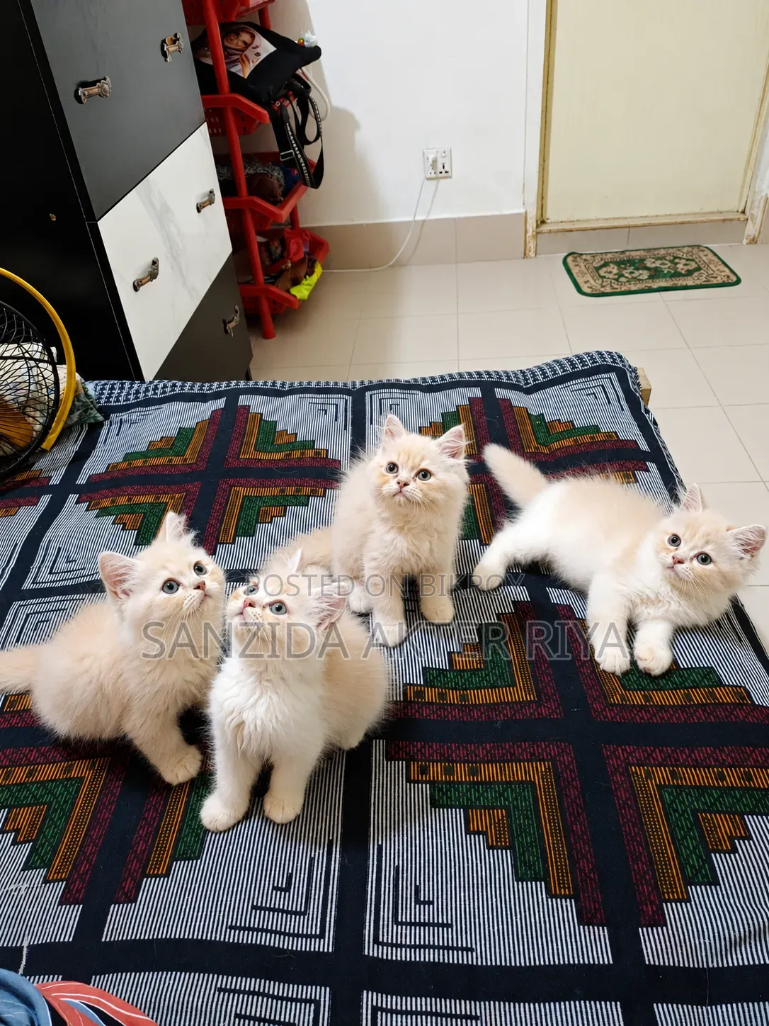 1-3 months Female Purebred Persian