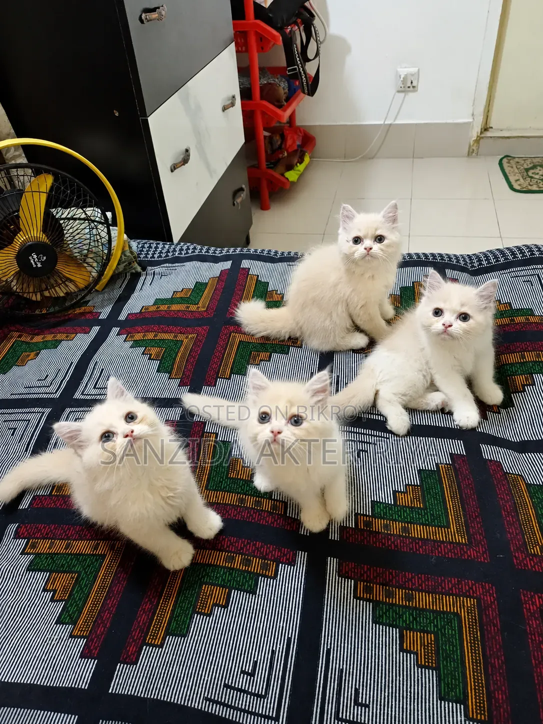 1-3 months Female Purebred Persian