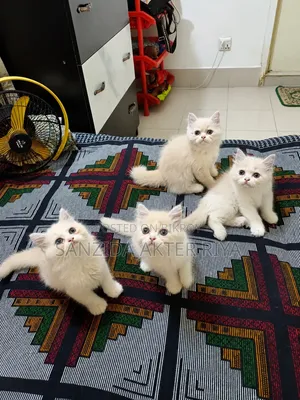 1-3 months Female Purebred Persian