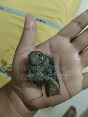 পোলার প্যারট ফিশ রানিং জোড়া
