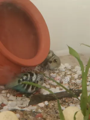 পোলার প্যারট ফিশ রানিং জোড়া