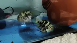 পোলার প্যারট ফিশ রানিং জোড়া