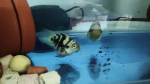 পোলার প্যারট ফিশ রানিং জোড়া