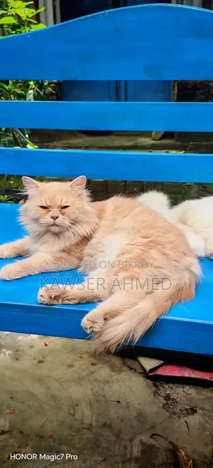 1+ year Female Purebred Persian