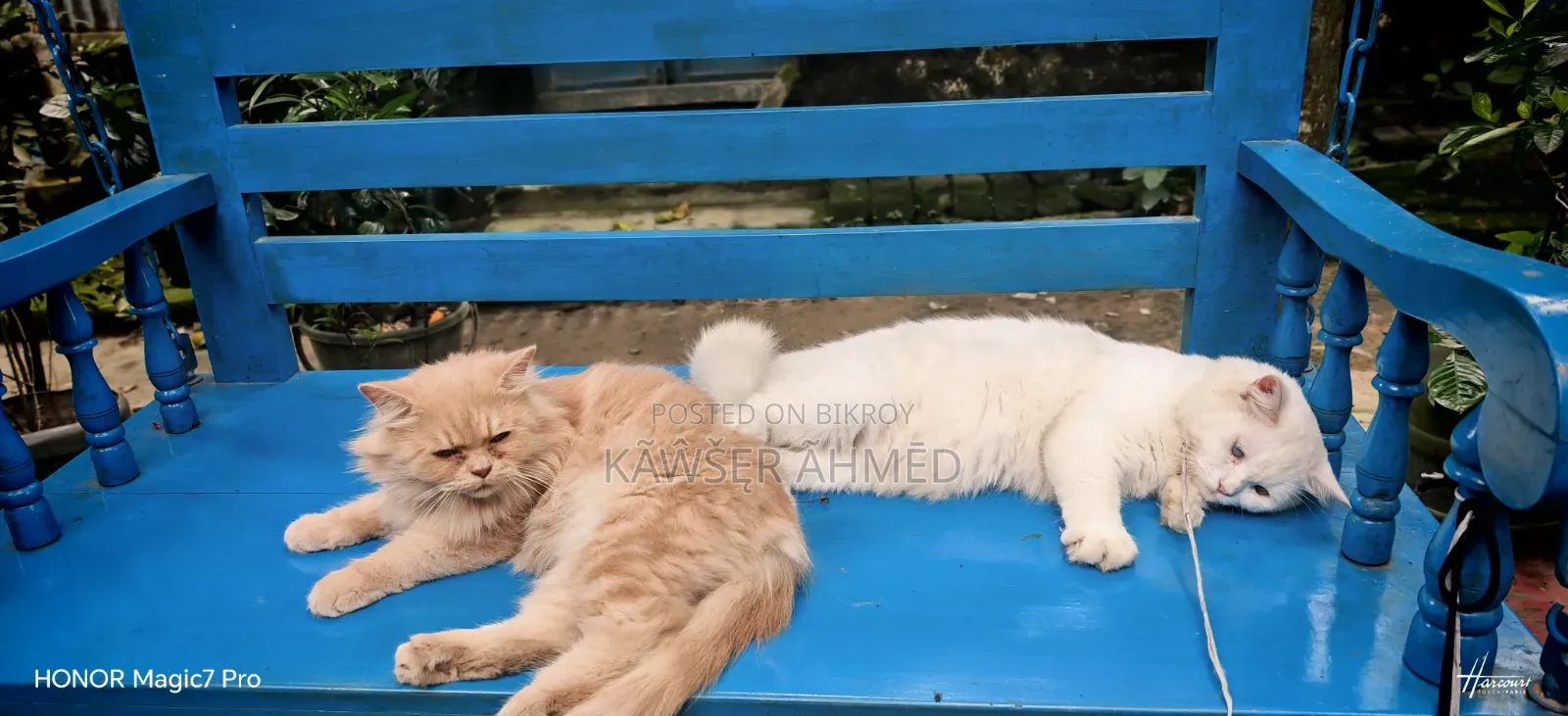 1+ year Female Purebred Persian