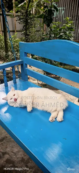 1+ year Female Purebred Persian