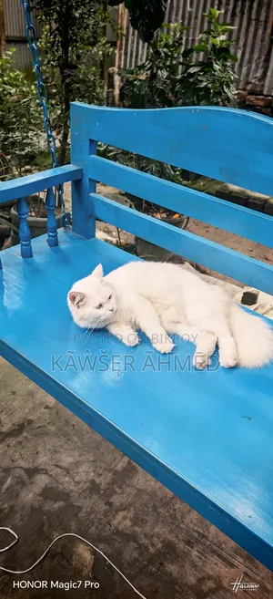 1+ year Female Purebred Persian