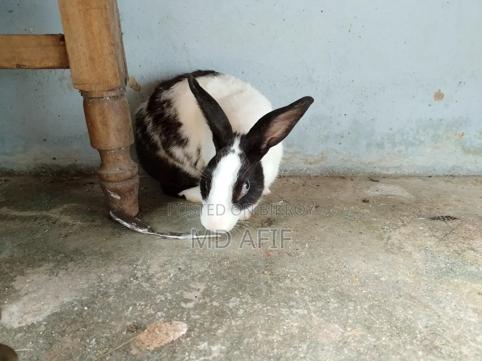 Adult Male Rabbit