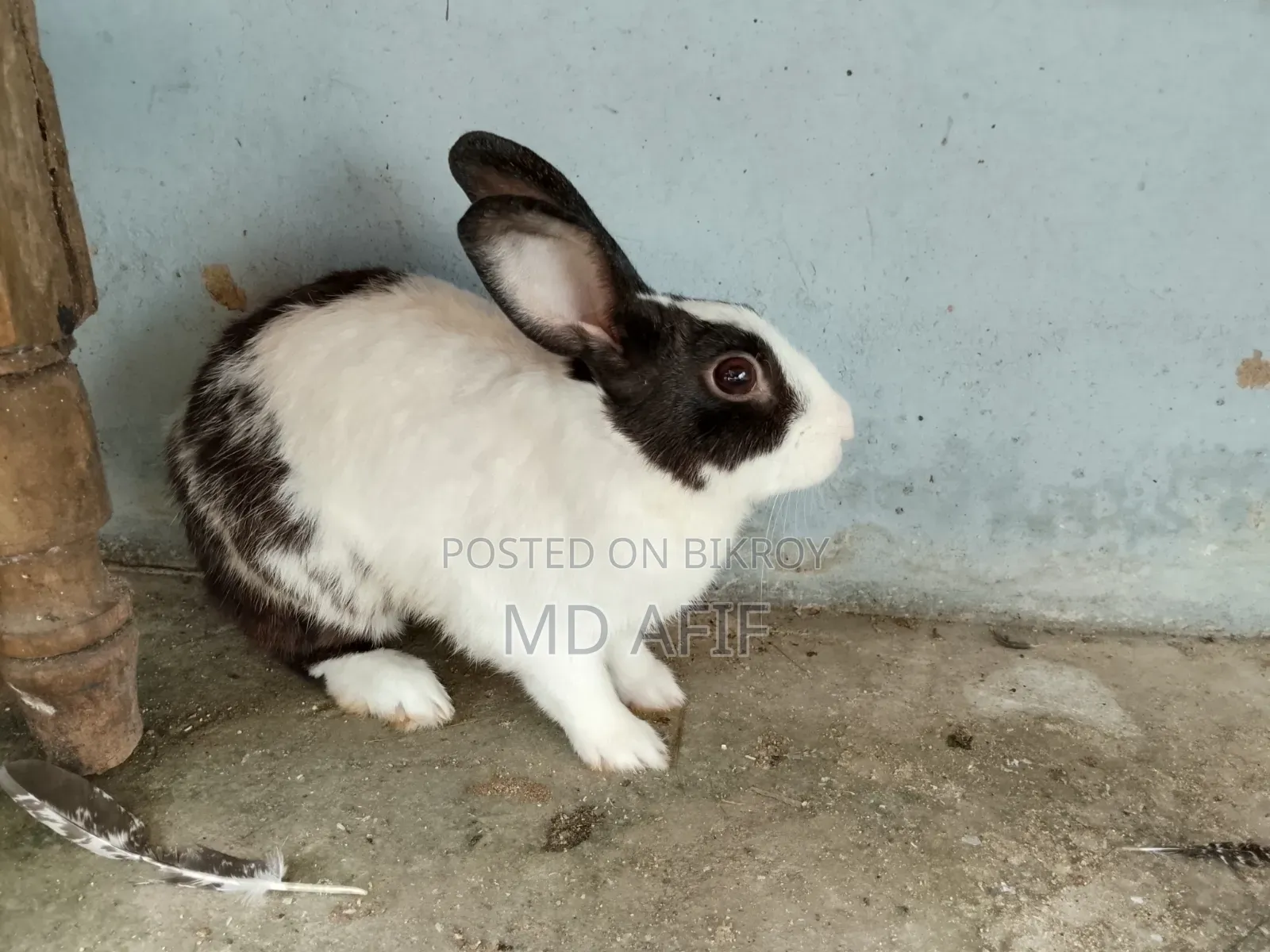 Adult Male Rabbit