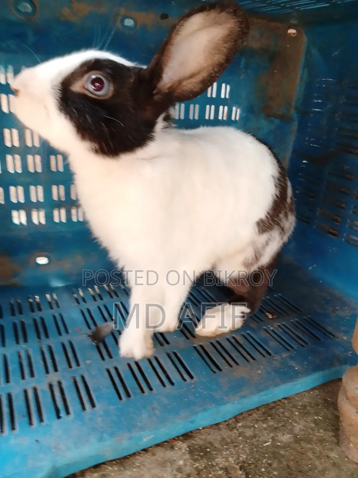 Adult Male Rabbit