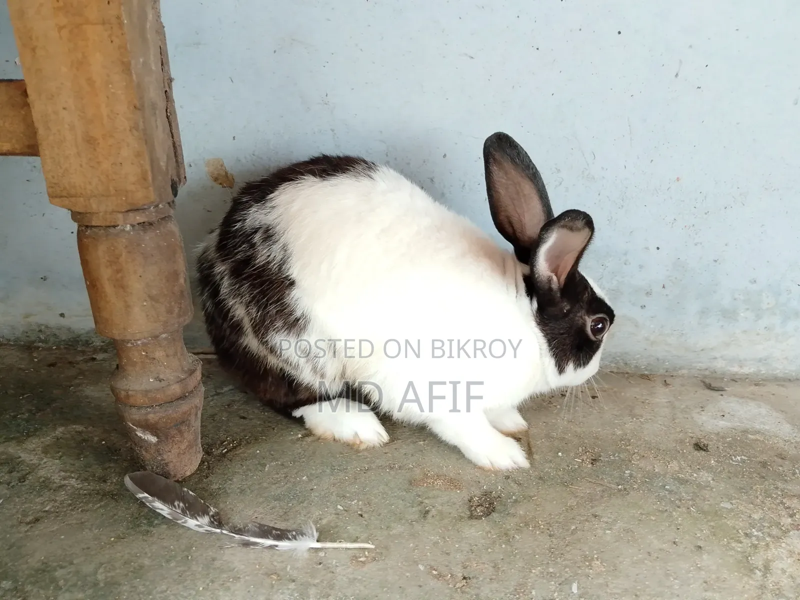 Adult Male Rabbit