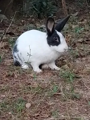 Adult Male Rabbit
