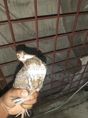 ৪০ দিন বয়সী ইউরোপিয়ান জায়ান্ট কোয়েল বিক্রি করা হবে