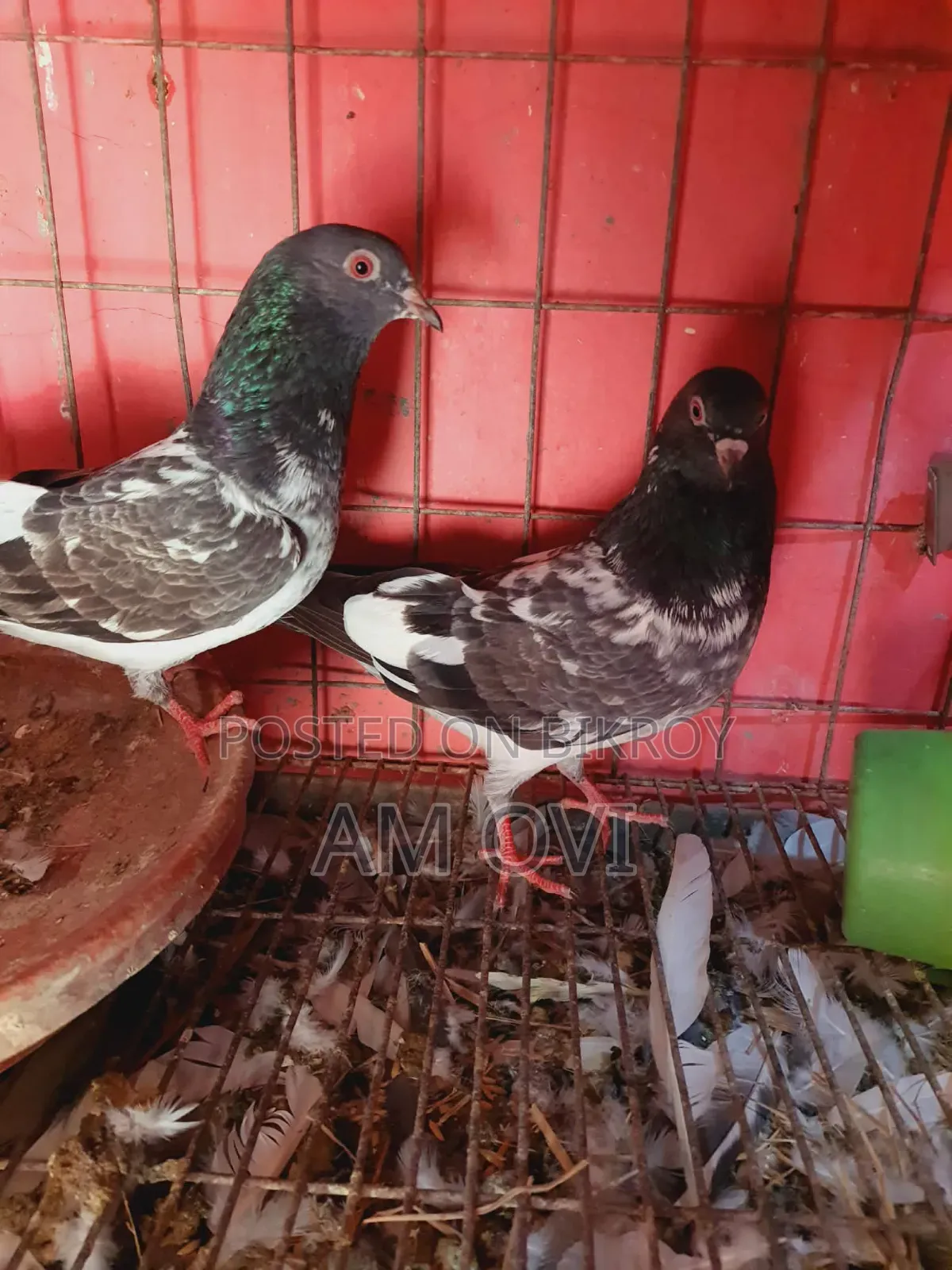 একজোড়া রানিং ডাবওয়ালা বিক্রি হবে