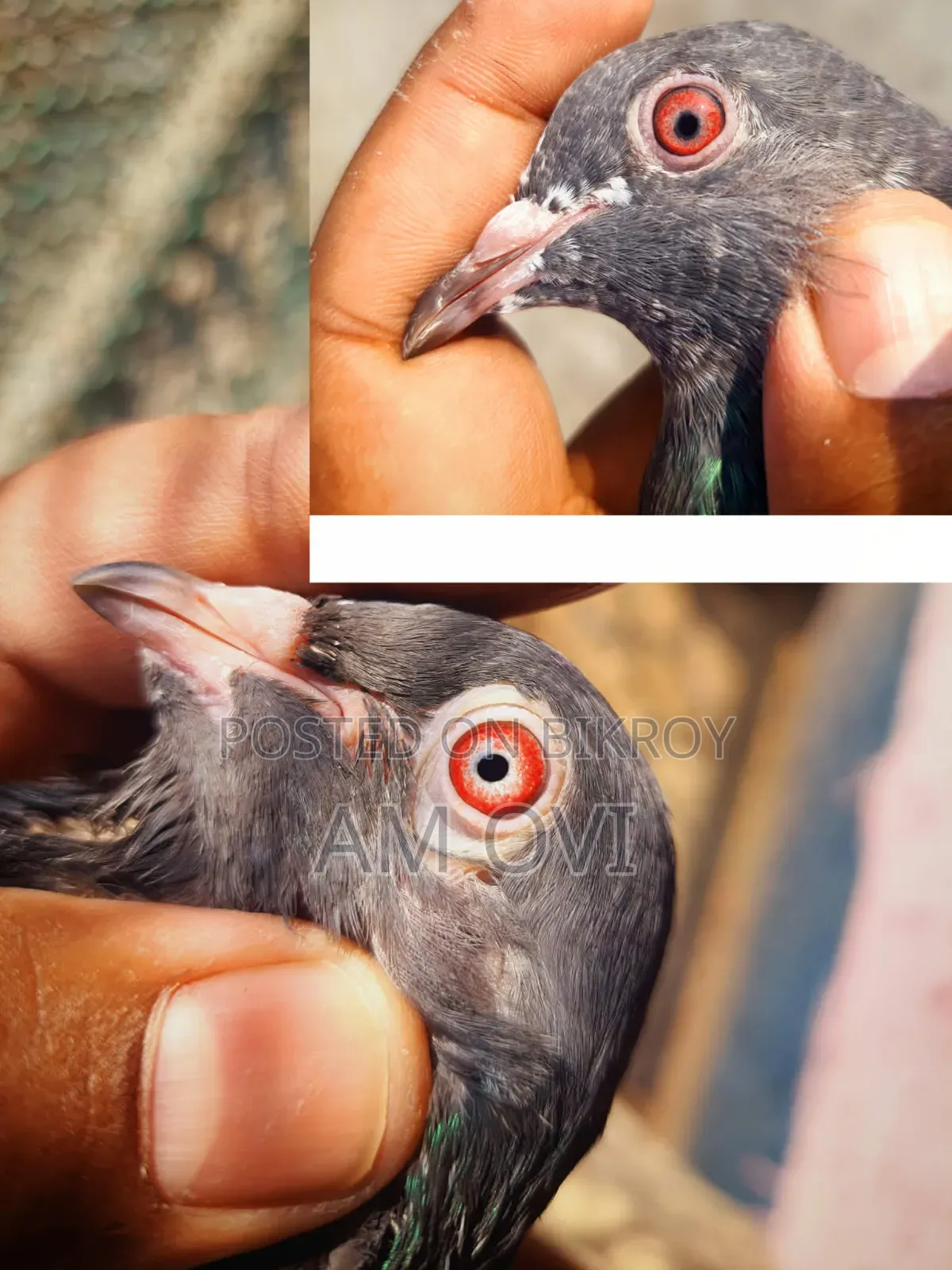 একজোড়া রানিং ডাবওয়ালা বিক্রি হবে