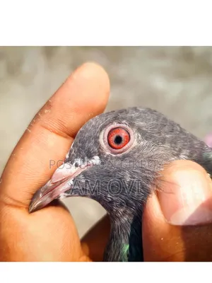 একজোড়া রানিং ডাবওয়ালা বিক্রি হবে