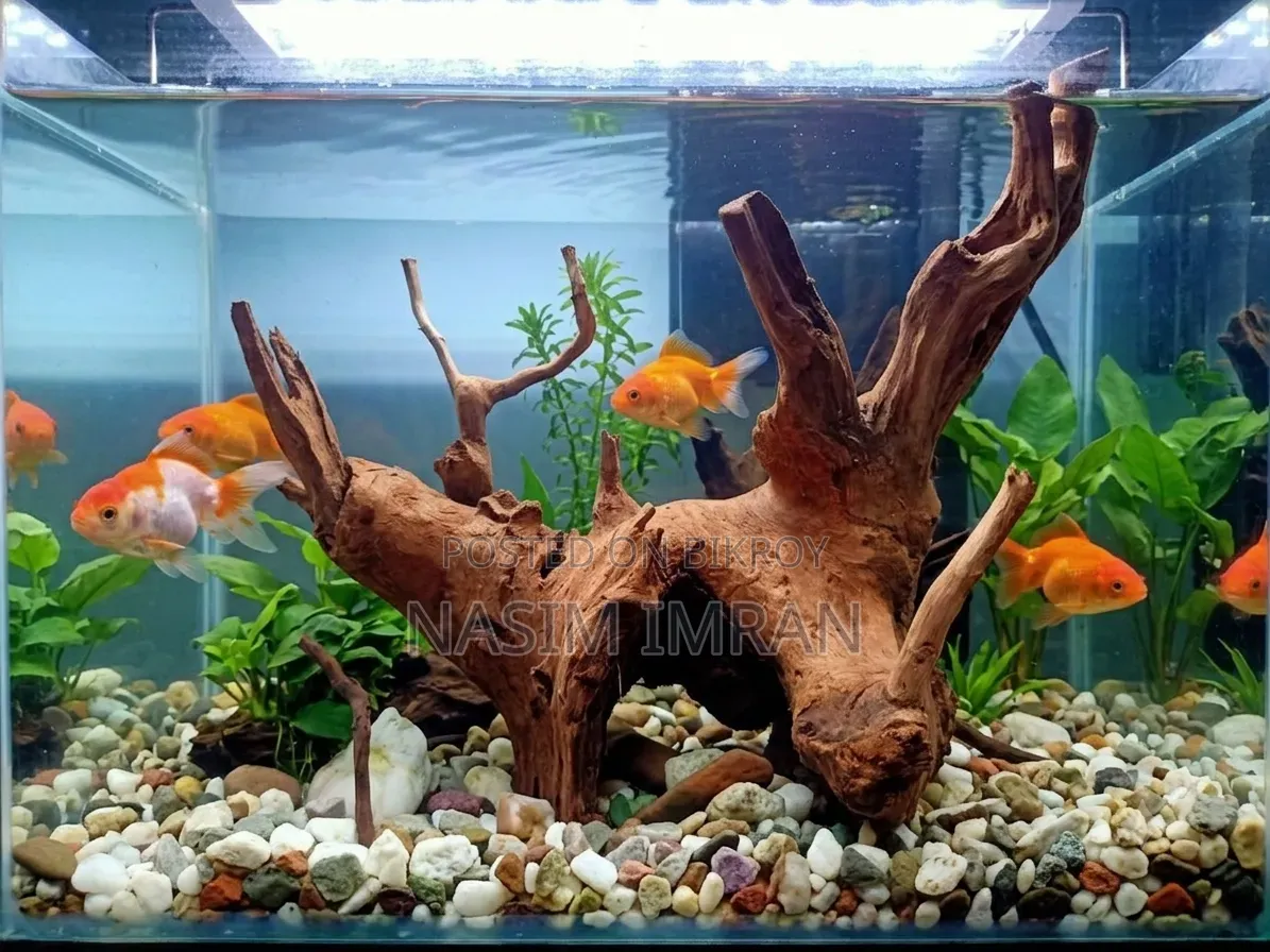 Premium Quality Natural Driftwood for Sale!