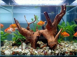 Premium Quality Natural Driftwood for Sale!