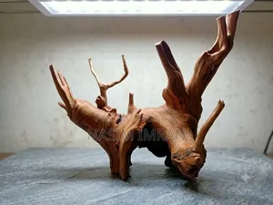 Premium Quality Natural Driftwood for Sale!