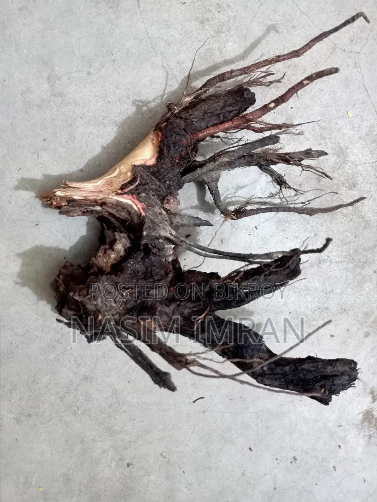 Premium Quality Natural Driftwood for Sale!