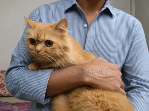 1+ year Female Purebred Persian