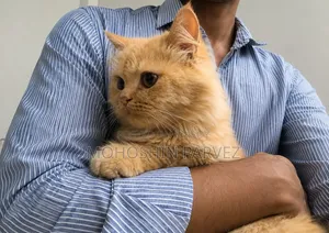 1+ year Female Purebred Persian