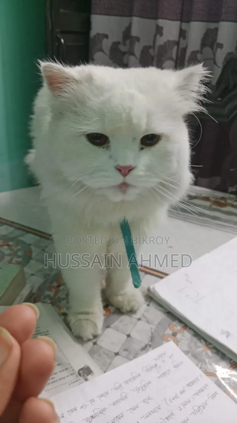1+ year Male Purebred Persian