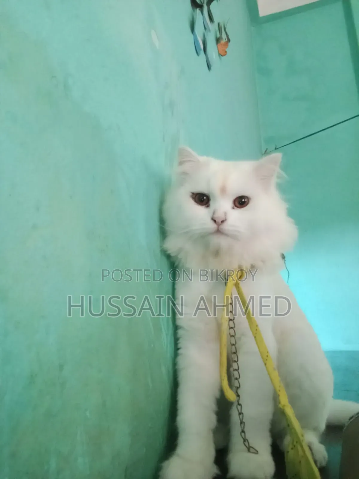 1+ year Male Purebred Persian