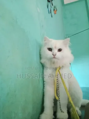 1+ year Male Purebred Persian