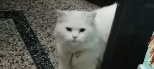1+ year Male Purebred Persian