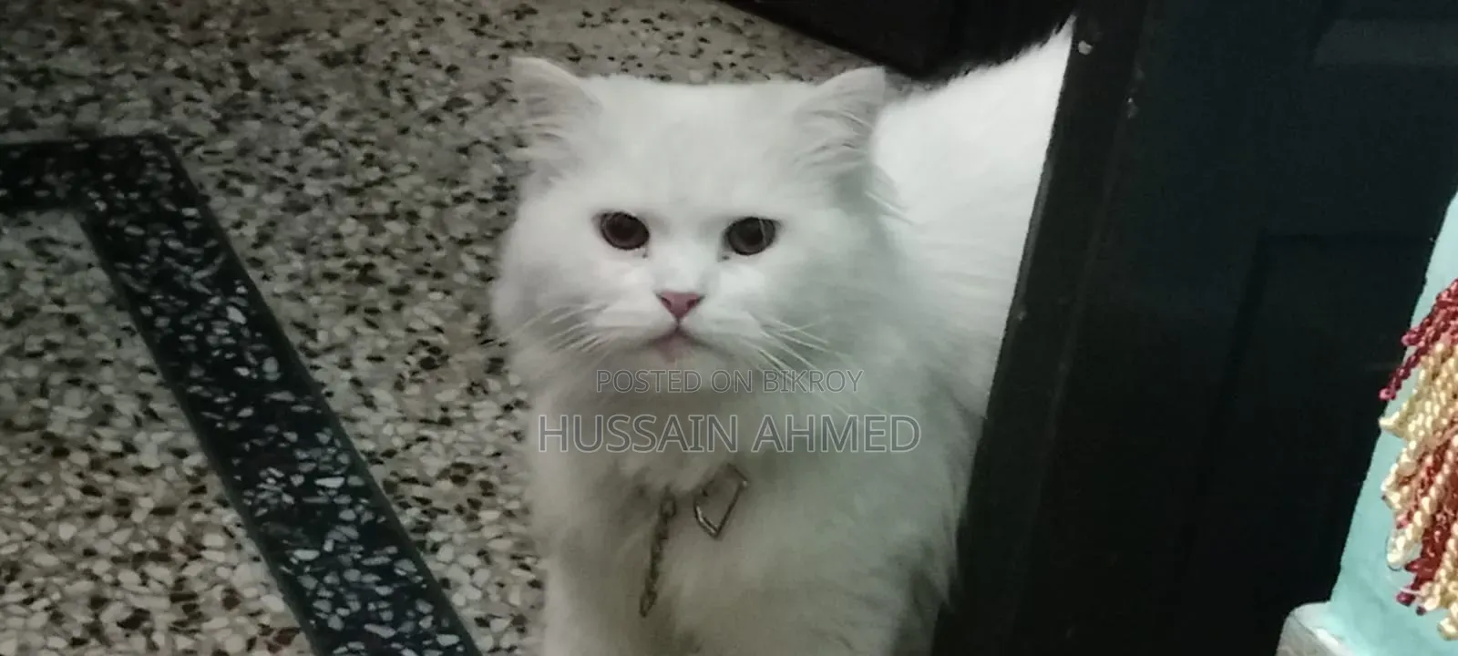 1+ year Male Purebred Persian