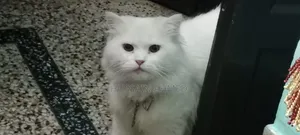 1+ year Male Purebred Persian