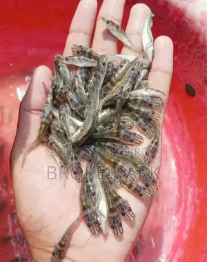 আইড় মাছের পুনা